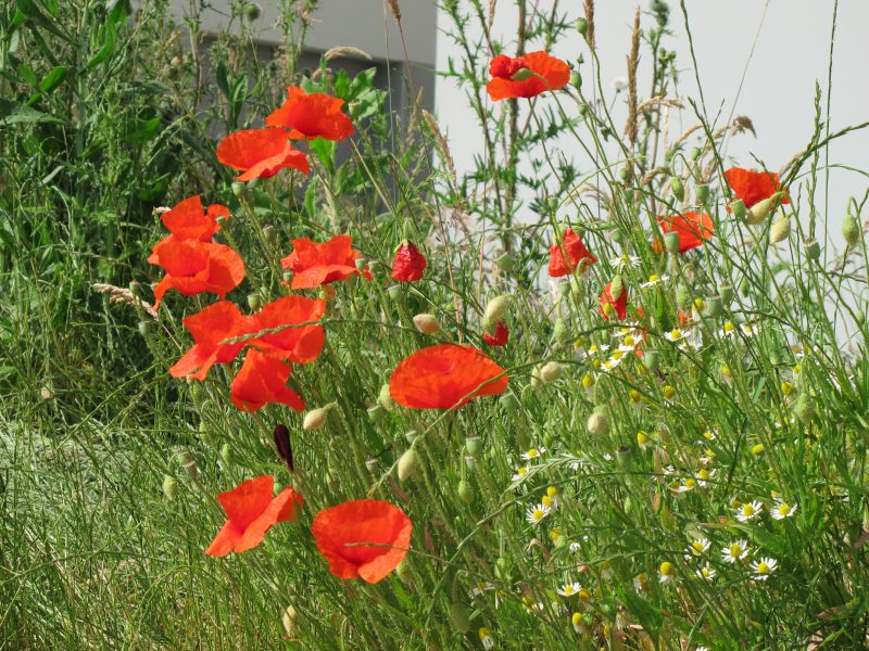 Nantes_2012__0086